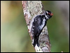 Click here to enter gallery and see photos of Downy Woodpecker