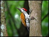 Click here to enter gallery and see photos of Greater Flameback