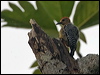 Click here to enter gallery and see photos of Hoffman's Woodpecker