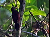 Click here to enter gallery and see photos of Maroon Woodpecker