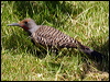 Click here to enter gallery and see photos of Northern Flicker