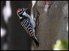 Click here to enter gallery and see photos of Nuttall's Woodpecker