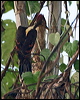 Click here to enter gallery and see photos of Orange-backed Woodpecker