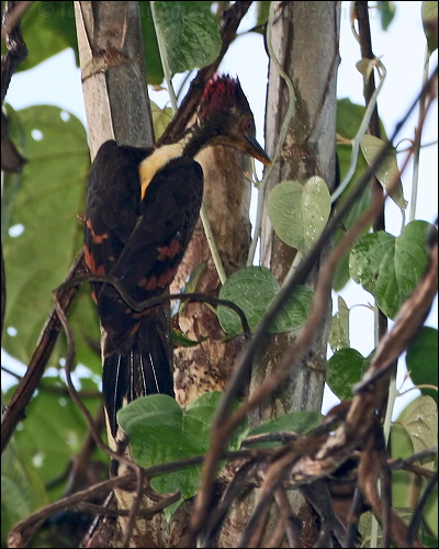 Orange-backed Woodpecker orangebackwoodpecker_50420.psd