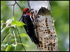 Click here to enter gallery and see photos of Red-breasted Sapsucker