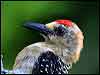 Click here to enter Red-crowned Woodpecker photo gallery