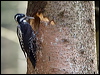 Click here to enter gallery and see photos of Eurasian Three-toed Woodpecker