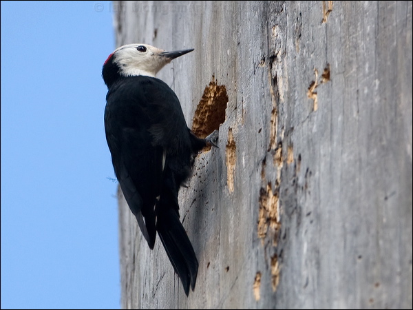 White-headed Woodpecker wh_head_woodpecker_110855.psd