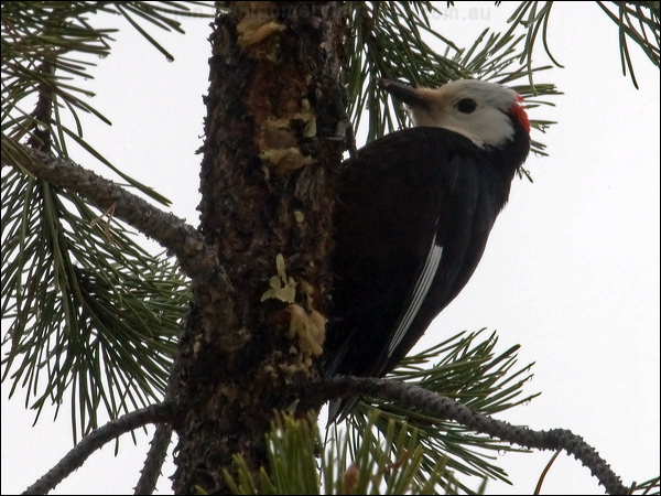 White-headed Woodpecker wh_head_woodpecker_67923.psd