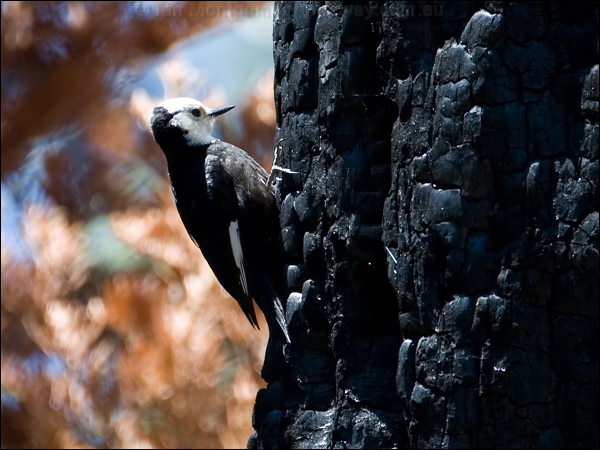 White-headed Woodpecker wh_head_woodpecker_68884.psd