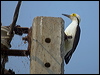 Click here to enter gallery and see photos of White Woodpecker