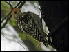 Click here to enter gallery and see photos of Yellow-crowned Woodpecker