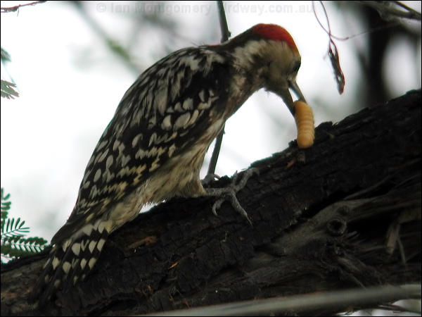 Yellow-crowned Woodpecker yellowcrownwoodpecker19841.psd