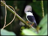 Click here to enter gallery and see photos/pictures/images of White-bearded Manakin