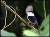 Click here to enter gallery and see photos of: White-bearded Manakin