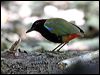 Click here to enter gallery and see photos/pictures/images of Rainbow Pitta