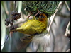 Click here to enter gallery and see photos/pictures/images of Cape Weaver