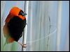 Click here to enter gallery and see photos/pictures/images of Southern Red Bishop
