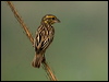 Click here to enter gallery and see photos/pictures/images of Streaked Weaver