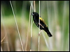 Click here to enter gallery and see photos/pictures/images of Yellow Bishop