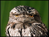Click here to enter gallery and see photos of: Tawny and Papuan Frogmouth