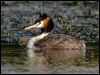 great_crested_grebe_08982