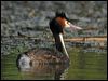 great_crested_grebe_08990