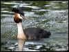Click here to enter gallery and see photos of: Little, Australasian, Pied-billed, Hoary-headed, Great Crested, Horned, Black-necked/Eared, Western and Clark's Grebes