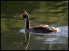 great_crested_grebe_160631