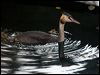 great_crested_grebe_160645