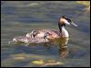 great_crested_grebe_53402