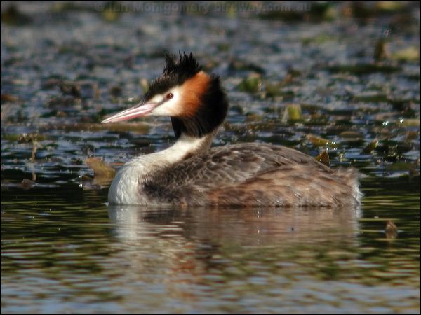 Great Crested Grebe great_crested_grebe_08982.psd