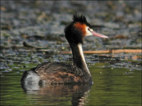 Great Crested Grebe great_crested_grebe_08990.psd