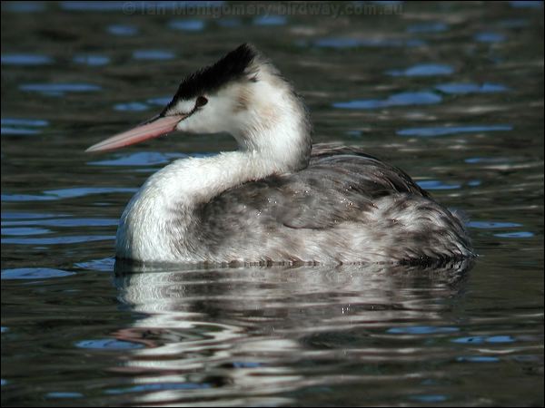 Great Crested Grebe great_crested_grebe_11296.psd