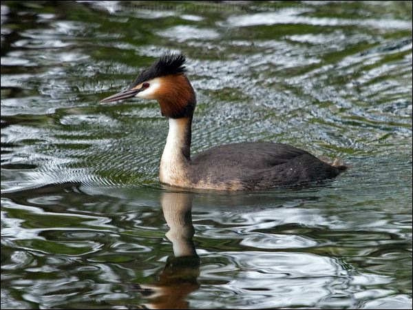 Great Crested Grebe great_crested_grebe_121827.psd