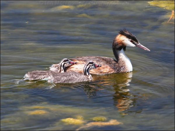Great Crested Grebe great_crested_grebe_53402.psd