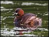 Click here to enter gallery and see photos of Little Grebe