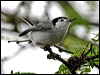 Click here to enter gallery and see photos/pictures/images of Tropical Gnatcatcher