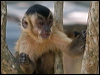 Click here to enter gallery and see photos/pictures/images of Black-striped Capuchin