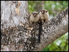 Click here to enter gallery and see photos/pictures/images of Black-tailed Marmoset