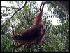Click here to enter gallery and see photos/pictures/images of Bornean Orangutan