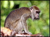 crab_eating_macaque_48995