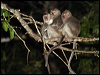 crab_eating_macaque_49601