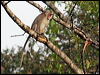 crab_eating_macaque_49682