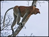 Click here to enter gallery and see photos/pictures/images of Proboscis Monkey