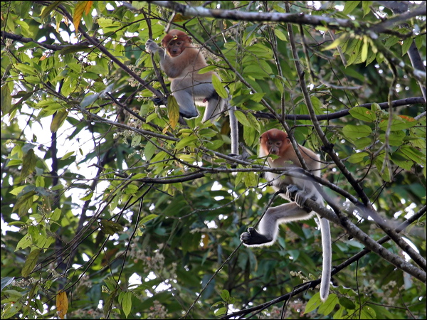 Proboscis Monkey proboscis_monkey_49313.psd