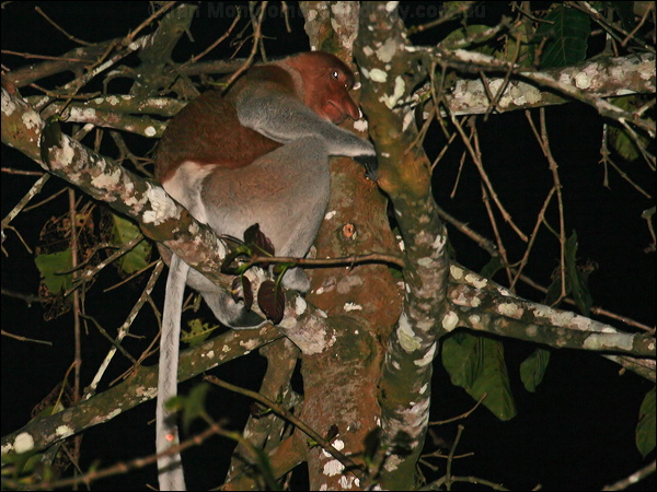 Proboscis Monkey proboscis_monkey_49604.psd