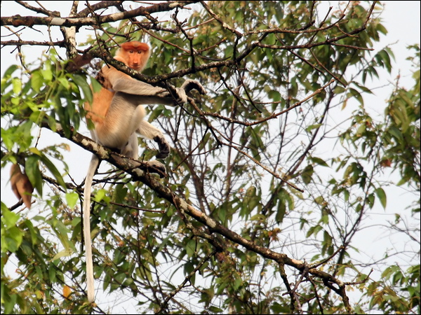 Proboscis Monkey proboscis_monkey_49690.psd