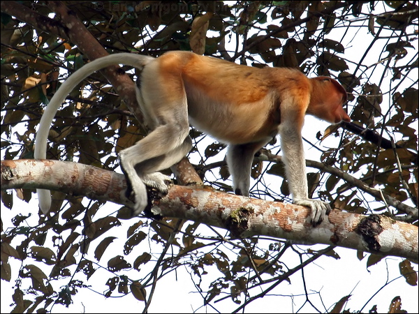 Proboscis Monkey proboscis_monkey_49799.psd