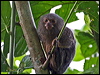 Click here to enter gallery and see photos/pictures/images of Pygmy Marmoset